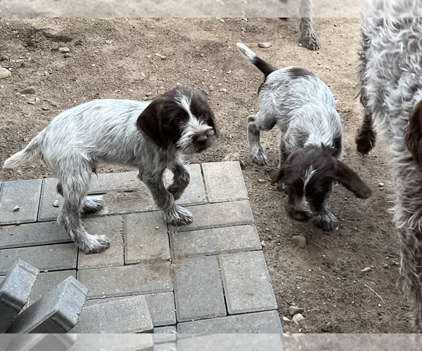 Medium Photo #1 Wirehaired Pointing Griffon Puppy For Sale in LEWISTON, MI, USA