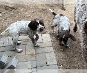 Wirehaired Pointing Griffon Puppy for sale in LEWISTON, MI, USA