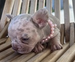 Small #14 French Bulldog