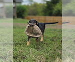 Small #1 Beagle-German Shepherd Dog Mix