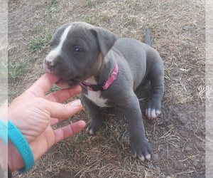 American Pit Bull Terrier Puppy for sale in DELAWARE, OH, USA