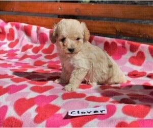Bichpoo Puppy for sale in HOPKINSVILLE, KY, USA