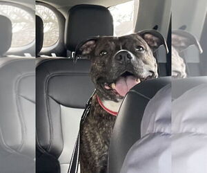 Izzy - Female Boxer-Unknown Mix Dog for Adoption - Photo #5