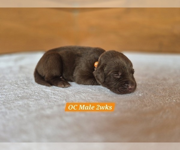 Medium Photo #64 Labrador Retriever Puppy For Sale in EDGEWOOD, TX, USA
