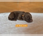 Small Photo #64 Labrador Retriever Puppy For Sale in EDGEWOOD, TX, USA