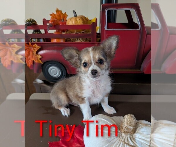 Medium Photo #1 Chihuahua Puppy For Sale in LEBANON, PA, USA