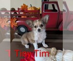 Image preview for Ad Listing. Nickname: Tiny Tim