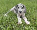Puppy Puppy 3 Great Dane