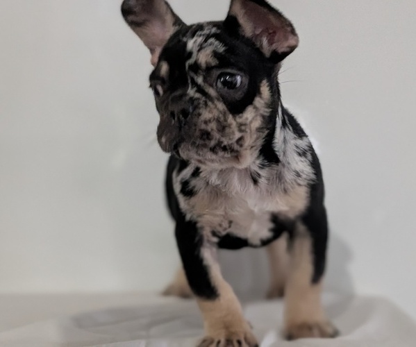 Medium Photo #14 French Bulldog Puppy For Sale in GOSHEN, IN, USA