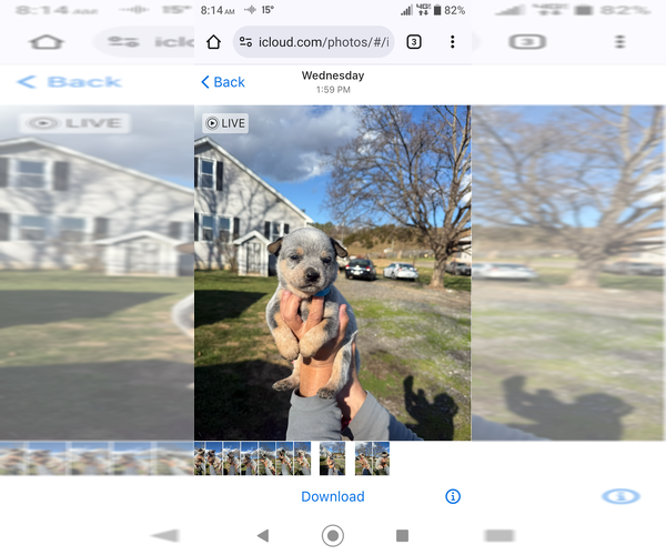 Medium Photo #5 Australian Cattle Dog Puppy For Sale in CHURCHVILLE, VA, USA