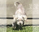 Small Poodle (Miniature) Mix
