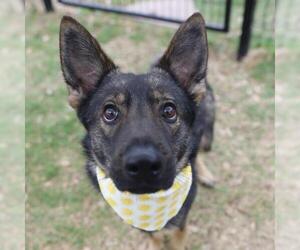 German Shepherd Dog Dogs for adoption in San Antonio, TX, USA