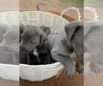 Small Photo #5 Cane Corso-Irish Wolfhound Mix Puppy For Sale in MESA, AZ, USA