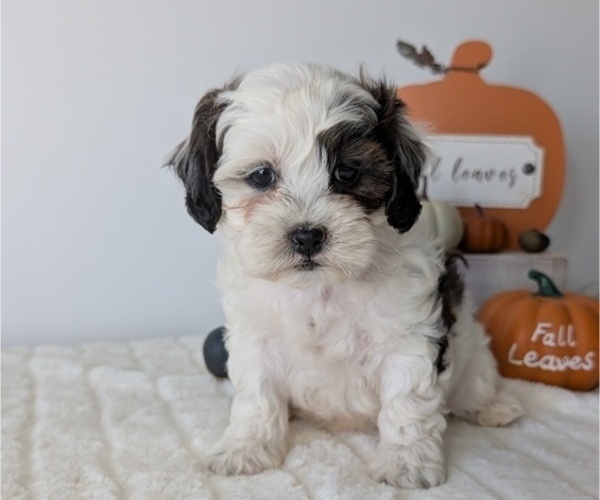 Medium Photo #34 ShihPoo Puppy For Sale in GOSHEN, IN, USA