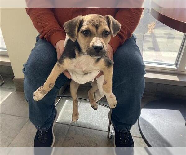 Medium Photo #1 Mutt Puppy For Sale in San Antonio, TX, USA