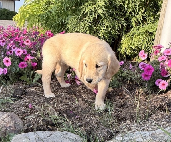 Medium Photo #4 Golden Retriever Puppy For Sale in DORCHESTER, WI, USA
