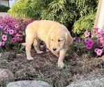Small #3 Golden Retriever
