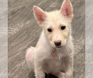 Siberian Husky-Unknown Mix Dogs for adoption in Fargo, ND, USA