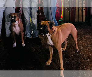 Father of the Boxer puppies born on 07/20/2025