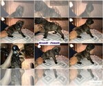 Small Photo #3 Boxer Puppy For Sale in BISMARCK, AR, USA