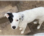 Small #1 Mutt