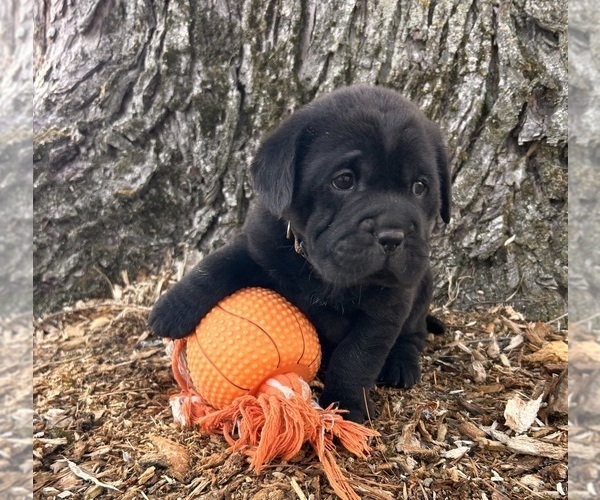 Medium Photo #2 Cocker-Pei Puppy For Sale in MIDDLEBURY, IN, USA