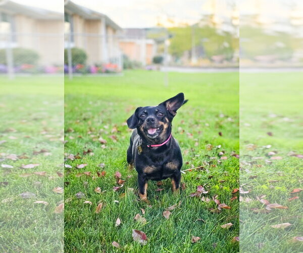 Medium Photo #11 Chihuahua-Unknown Mix Puppy For Sale in Sandy, UT, USA