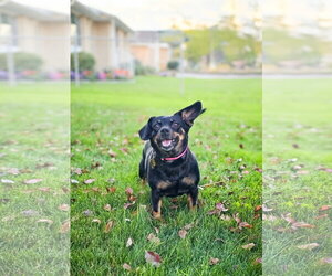 Quesito - Female Chihuahua-Unknown Mix Dog for Adoption - Photo #11