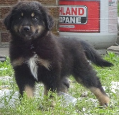 Australian Shepherd Puppy for sale in CEDAR LAKE, IN, USA