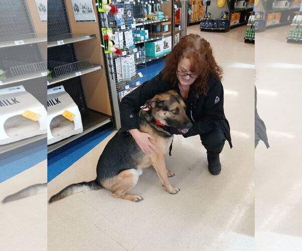 Medium Photo #3 Shepradors Puppy For Sale in Albany, OR, USA