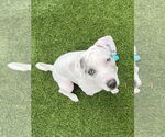 Small #20 Jack Russell Terrier Mix
