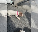 Small Photo #2 German Shorthaired Pointer Puppy For Sale in SANFORD, NC, USA