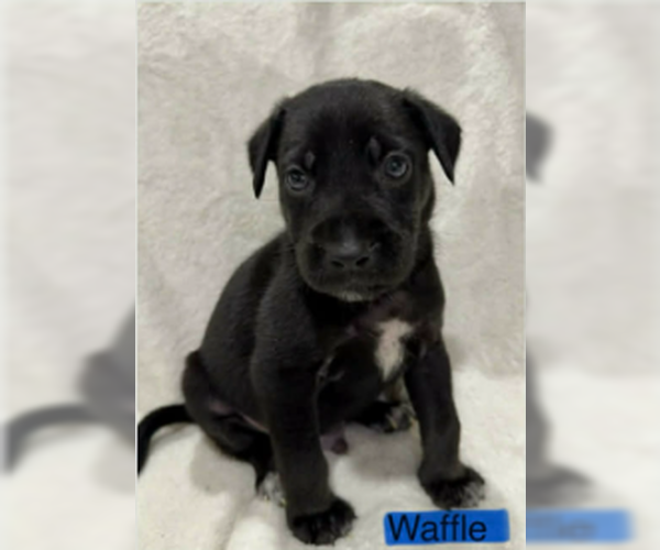 Medium Photo #5 Labrador Retriever-Unknown Mix Puppy For Sale in SHERBURNE, NY, USA