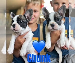 French Bulldog Puppy for sale in SPARKS, NV, USA