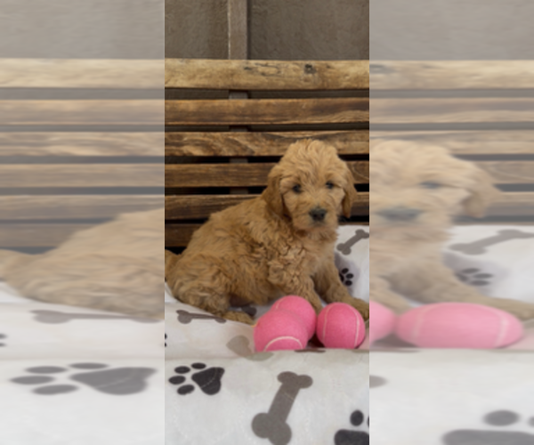 Medium Photo #2 Goldendoodle Puppy For Sale in MERCED, CA, USA