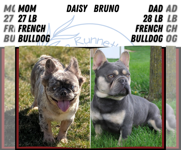 Medium Photo #8 French Bulldog Puppy For Sale in GOSHEN, IN, USA
