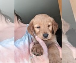 Small Photo #5 Golden Retriever Puppy For Sale in LA PINE, OR, USA