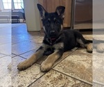Small #10 German Shepherd Dog