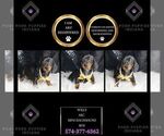 Puppy Willy AKC Dachshund