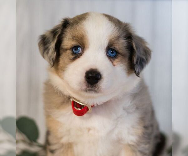 Medium Photo #5 Miniature Australian Shepherd Puppy For Sale in REBERSBURG, PA, USA