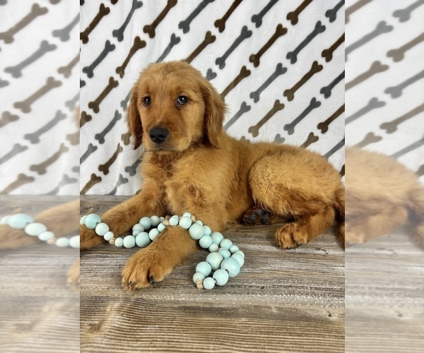 Medium Photo #4 Golden Retriever Puppy For Sale in INDIANAPOLIS, IN, USA