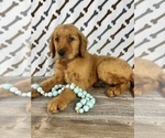 Small #3 Golden Retriever