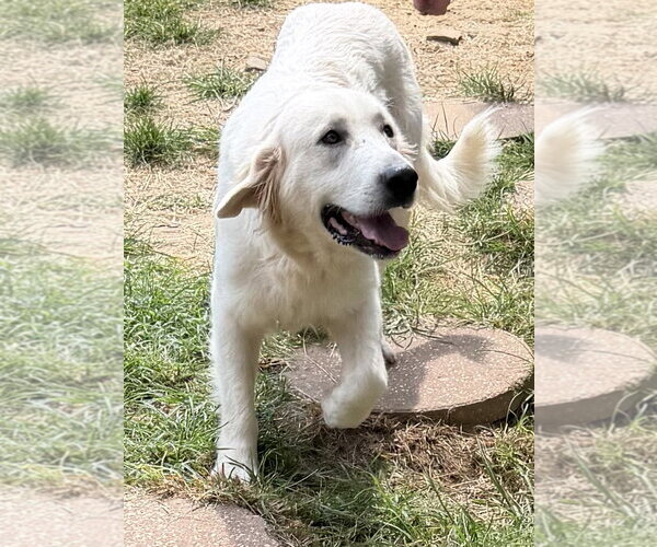 Medium Photo #2 Great Pyrenees-Retriever  Mix Puppy For Sale in Wetumpka, AL, USA