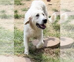 Small #1 Great Pyrenees-Retriever  Mix