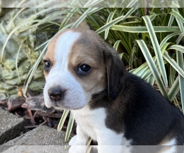 Medium Photo #1 Beagle Puppy For Sale in FORDLAND, MO, USA