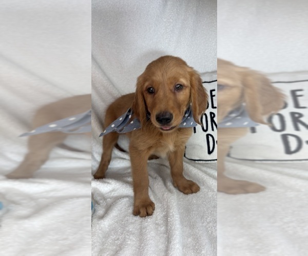 Medium Photo #5 Golden Retriever Puppy For Sale in GREENFIELD, IN, USA