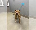 Small Mutt