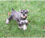 Winter - Female Schnauzer (Miniature) Puppy for Sale - Photo #3