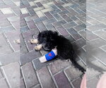Small Photo #9 Bernese Mountain Dog-Poodle (Miniature) Mix Puppy For Sale in Valrico, FL, USA