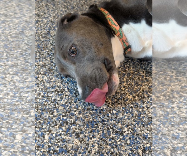 Medium Photo #7 Labrador Retriever-Unknown Mix Puppy For Sale in Holly Springs, NC, USA